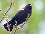 Red-winged Blackbird_48129